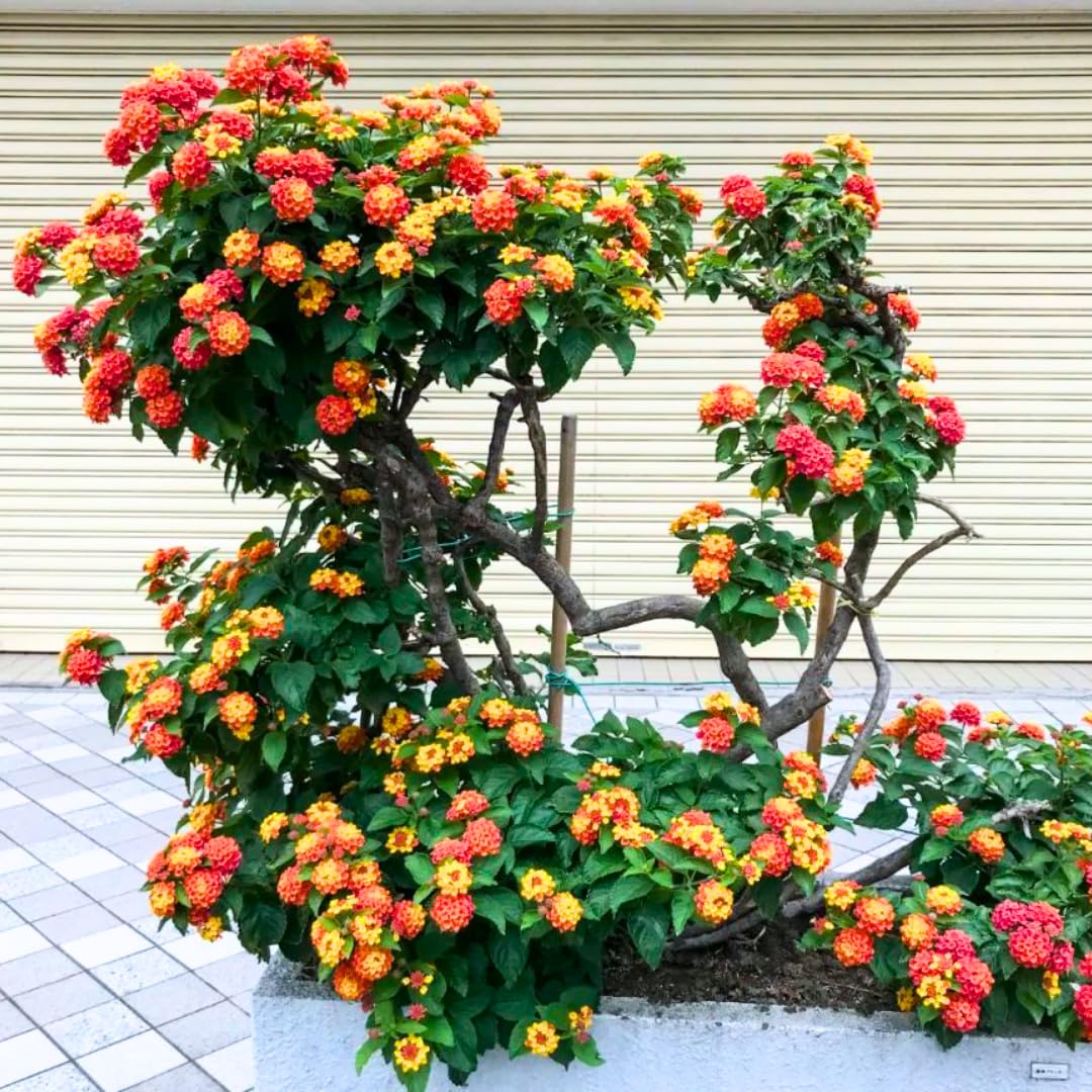 Pack 4 Lantana Plants Live for Planting Indoor Outdoor, 4-8" Tall, Fragrant Lantana Live Plant, Trailing Lantana Flowers Perennial, No Pot (Mix Lantana)