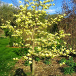 Yellow Magnolia Tree Live Plant in 1 Gallon Pot, 1-2 Feet Tall, 2 Years Old Well-Rooted Tree, Cold Hardy, Magnolia Shrub for Spring Planting, Fast-Growing
