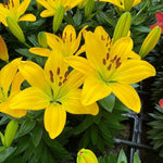 4 Yellow Asiatic Lily Bulbs, 3-4 Inch, Lily Flower Bulbs, Flowering Bulb for Outdoor Garden Beds and Containers