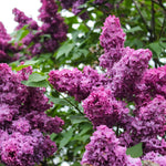 Purple Lilac Tree Live Plant 2.5'' Pot, Fragrant Lilac Plant Perennial Bushes, Outdoor Garden Planting