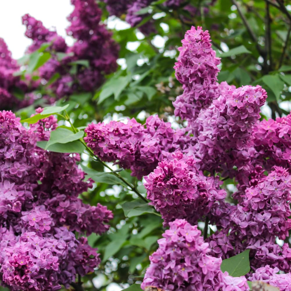 Purple Lilac Tree Live Plant 2.5'' Pot, Fragrant Lilac Plant Perennial Bushes, Outdoor Garden Planting