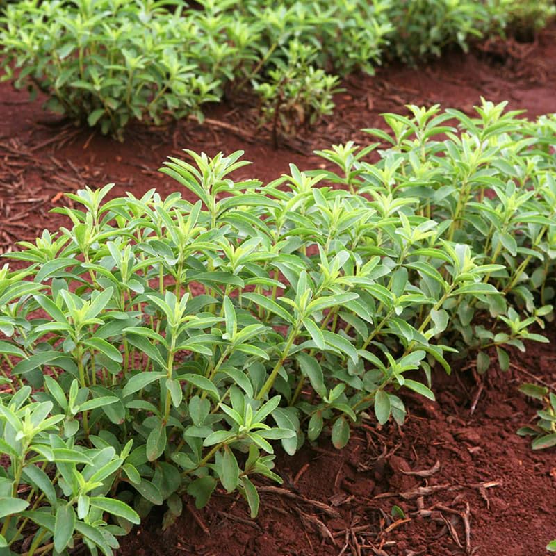 Pack 4 Sweet Stevia Live Plants, Perennial Herb for Planting, Stevia Mint Plants 4'' Pot
