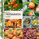 2 Live Persimmon Trees Bare Roots, Cold Hardy Persimmon Tree Live Plant, Size Plant 6-10 Inches, 2 Bare Roots Fruit Garden