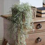 Spanish Moss Plant Live, Tillandsia Air Plants, Spanish Moss Clump 10" Tall, Air Plant Decoration for Terrariums, Trees and Home Decoration