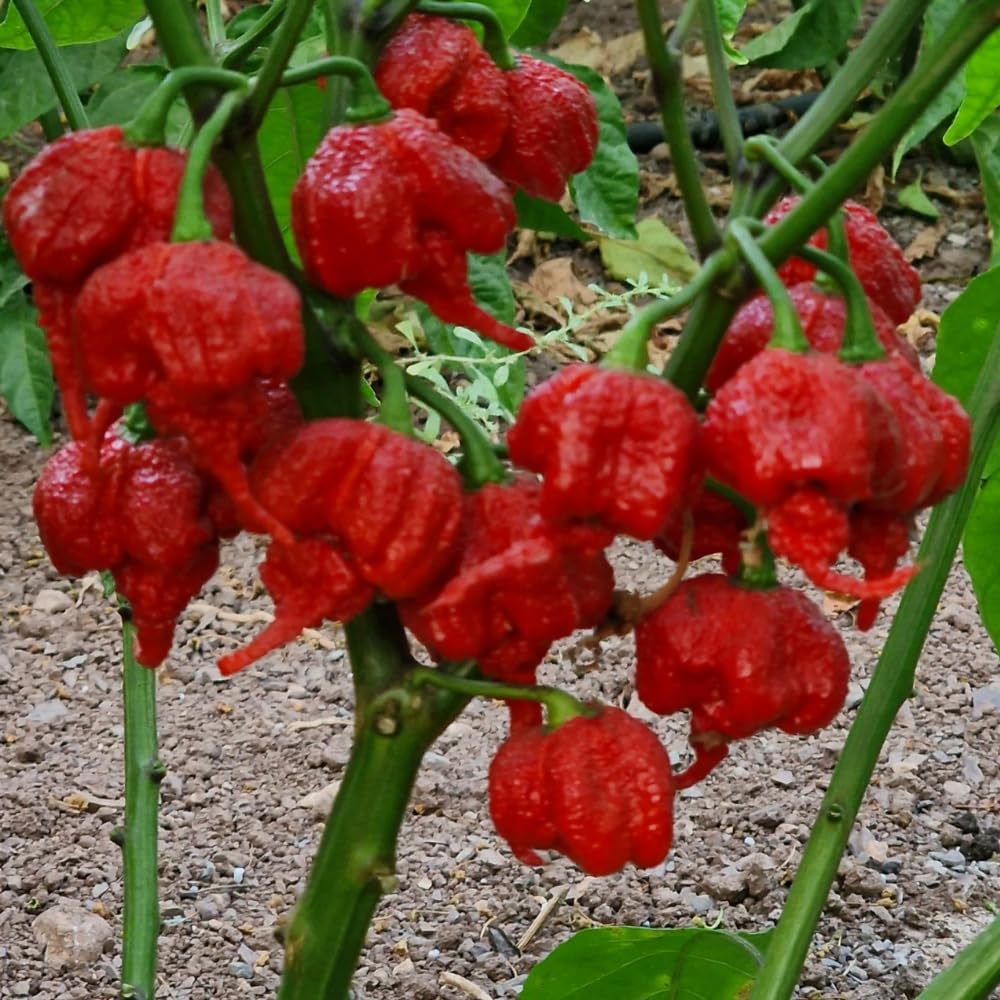 Set 2 Carolina Reaper Pepper Chili Plants, Hot Red Peppers Plant Live, 120 Days Old Pepper for Planting