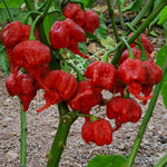 Set 2 Carolina Reaper Pepper Chili Plants, Hot Red Peppers Plant Live, 120 Days Old Pepper for Planting