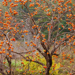 2 Live Persimmon Trees Bare Roots, Cold Hardy Persimmon Tree Live Plant, Size Plant 6-10 Inches, 2 Bare Roots Fruit Garden