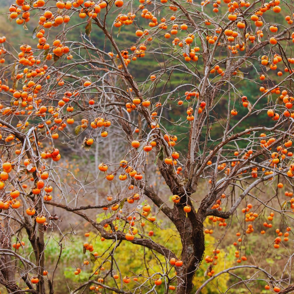 2 Live Persimmon Trees Bare Roots, Cold Hardy Persimmon Tree Live Plant, Size Plant 6-10 Inches, 2 Bare Roots Fruit Garden