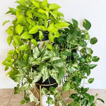 Pothos Live Plant, Live Pothos Plant, 4 to 6 Inches, House Plants Live for Growing Indoor and Outdoor, 4 Inc Potted (Golden)