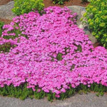 2 Red Creeping Phlox Live Plants, Starter Cherry Phlox Flower Plug Size Planting, Creeping Grow Cover