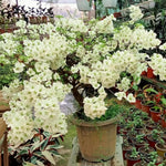 Combo 2 Bougainvillea Plants Live Trees, Outdoor Bougainvillea Plant for Trailing Flowering Vines or Bush Tree, 5-10” Tall, Well-Rooted Bougainvillea White