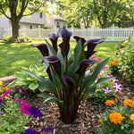 Calla Lily Bulbs for Planting, Calla Lily Bulbs, Vibrant Summer Blooming Flowers for Garden and Patio Planting (Black Calla Lily Bulbs (Set 3))