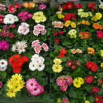 2 Daisy Plants, Mix Gerbera Daisy Live Plants, 4 to 6 Inches Tall, Gerbera Daisy Plant No Pot, Daisy Live Plant, Daisy Plants Live for Gardening
