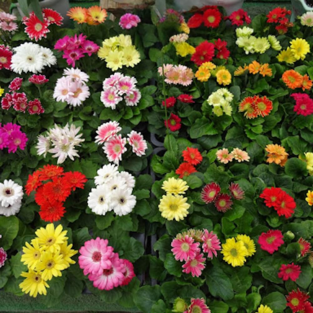 2 Daisy Plants, Mix Gerbera Daisy Live Plants, 4 to 6 Inches Tall, Gerbera Daisy Plant No Pot, Daisy Live Plant, Daisy Plants Live for Gardening