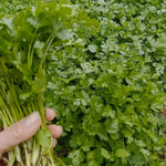 2 Cilantro Herb Plants Live in 4'' Pot, Ready to Grow Herb Starter 3-6 Inches, Fragrant Herbs for Indoor Outdoor Gardens