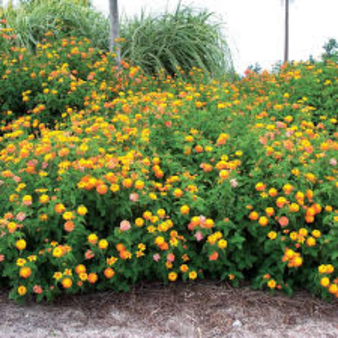 4 Mix Lantana Plants Live, Trailing Lantana Live Plant, 4 to 6'' Tall, Fragrant Annual Flower Plant, Easy to Plant