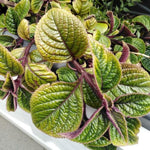 4 Purple Plectranthus Swedish Ivy Plants Live Houseplant, in 4 Inch Pots, Swedish Ivy Live Plant, Swedish Ivy Mint Starter Plants, 4-6" Height