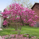 Ann Magnolia Tree, Dormant Magnolia Flowering Shrub Bush in 2.5'' Pot, Well Rooted Magnolia to Grow in Container, Garden