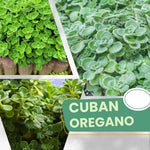 4 Live Cuban Oragano Plants, Cuban Oregano Plant Live in Pot, 4 to 6 Inches Tall, Cuban Oregano Starter Plants for Garden