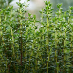 Set of 2 English Thyme Live Herb Plants, 3-6 Inch Tall, Thyme Plant, Fragrant Plants for Outdoor Garden and Indoor Container Growing, No Pot Included
