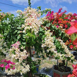 2 Assorted Bougainvillea Plants Live, Flowering Bougainvillea Vine for Outdoor Garden or Trellis, 5-9 Inch Tall, Very Hardy