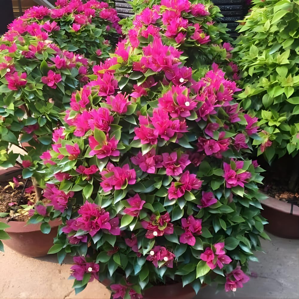 Set 2 Deep Pink Bougainvillea Live Plants 4-7 Inches Tall, Vibrant Bumgainvillea Flowering Vines for Garden, Patio Containers and Indoor Growing