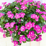 4 Pots Pink Vinca Plants Live, 4-6" Tall Ground Cover Vinca Flowers for Outdoor Garden, Landscape, Containers