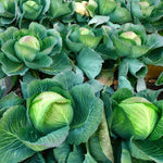 Live Cabbage Plants, Cabbage Live Plant Pot Vegetable Plant Growing Garden, 3 to 5 Inc Tall