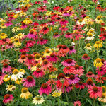 Assorted Coneflower Plant, Echinacea Flowering Plants Live, Indoor Outdoor Planting 5 Inch Tall