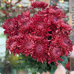 Chrysanthemum Flower Plant, Red Mums Plant Live for Gardening, 5 to 7 Inc Long Well Rooted Mum Live Plant