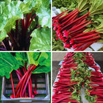 Set 5 Rhubarb Plant Roots for Planting, Rhubarb Crown Root, 4 to 6 Inc in Height, Vegetables Plant Gardening