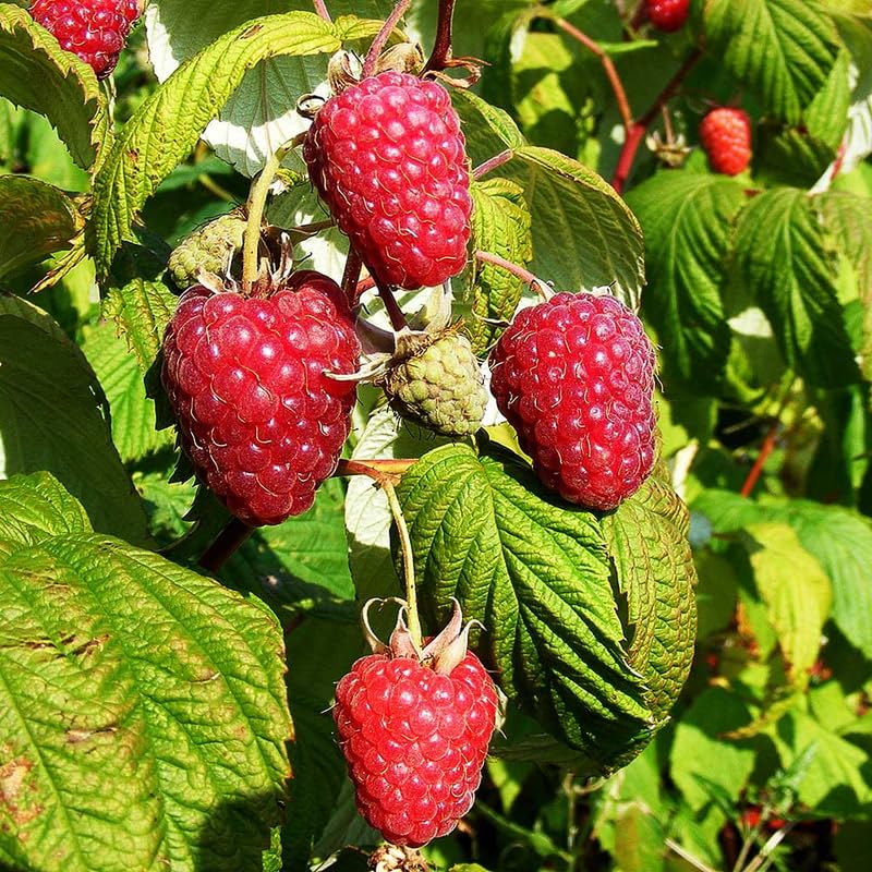 Set 4 Raspberry Plants Live 5 to 8 Inch Tall, Raspberry Bush Live Plants, Sweet Raspberries Fruit Seedlings (Mixed Raspberry)