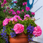 4 Geranium Plants Live from 5 Inc to 8 Inc Tall, Pink Flower Plant Live, Geranium Live Plants Gardening