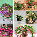 2 Random Starter Christmas Cactus Plants Live or False Thanksgiving Cactus Plants Like, Winter Blooming, Cold Hardy, 5-9" in Tall, No Pot, Single Color Bloom