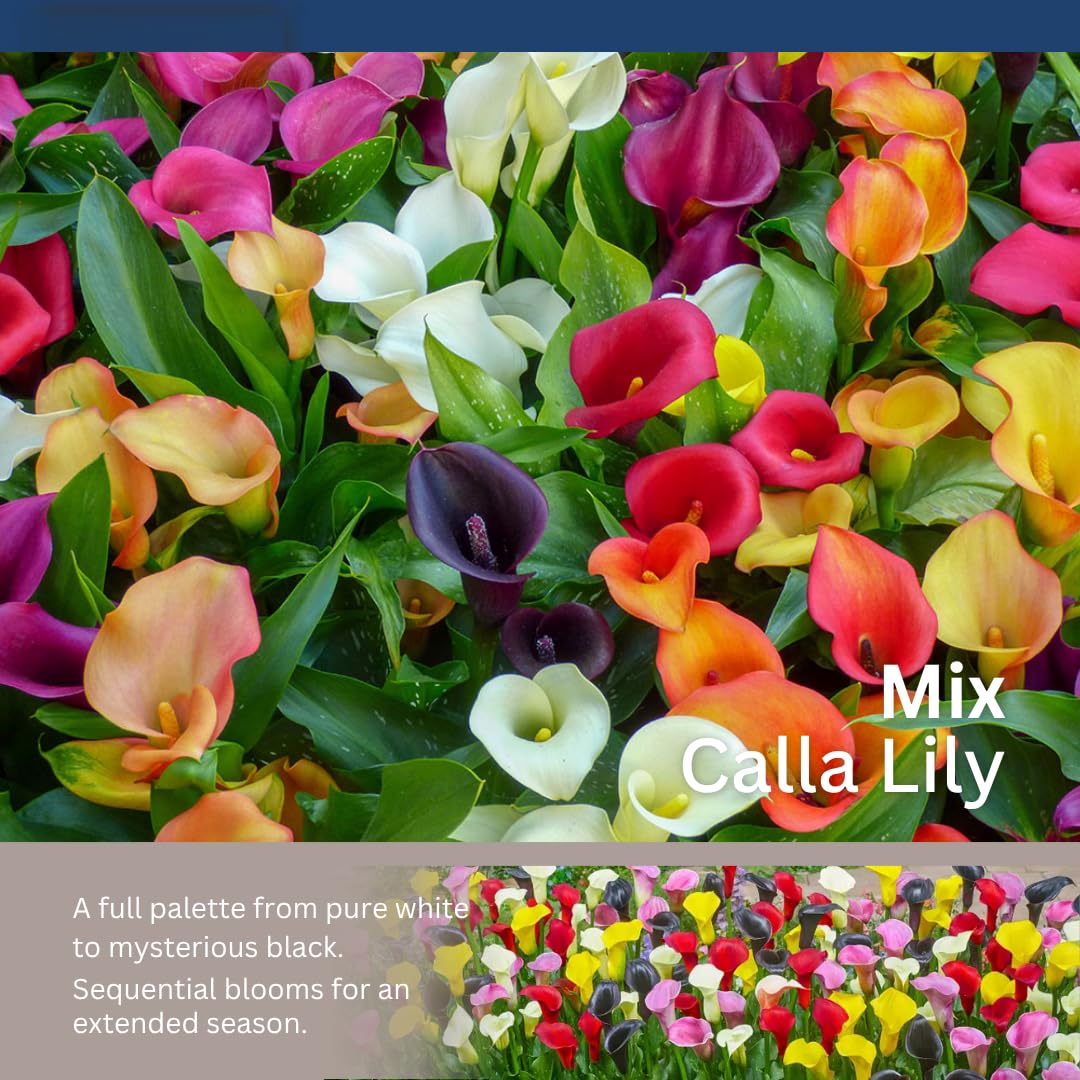 Set 4 Mixed Calla Lily Bulbs - Colorful Calla Lily Flower Bulbs for Garden, Easy to Grow Summer Blooming Flowers - Cut Flower Variety Pack