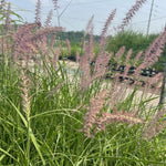 Pack 2 Fountain Grass Plants Live, Ornamental Grasses Live Plants Perennial Potted Plants Ready to Grow, 5-9 Inch Height (Rose Fountain Grass)