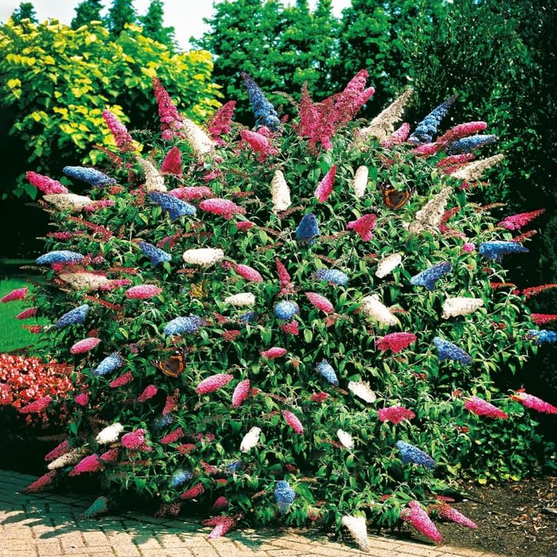 Mixed Butterfly Bush Buddleia Butterfly Plant Live, 4-9" Tall Well-Rooted for Outdoor Gardens, Perennial Shrub, No Pot
