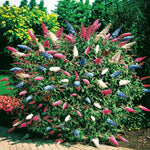 Pack of 2 Mixed Butterfly Bush Live Plant, Fragrant Buddleia Shrub, 4-9 Inch Height, Vibrant Blooms for Landscaping