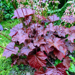 Pack 4 Live Purple Heuchera Plants, Perennial Coral Bells Purple Heuchera Shrubs Bushes Live for Planting, Heuchera Live Plants, 3 to 6 Inc Tall