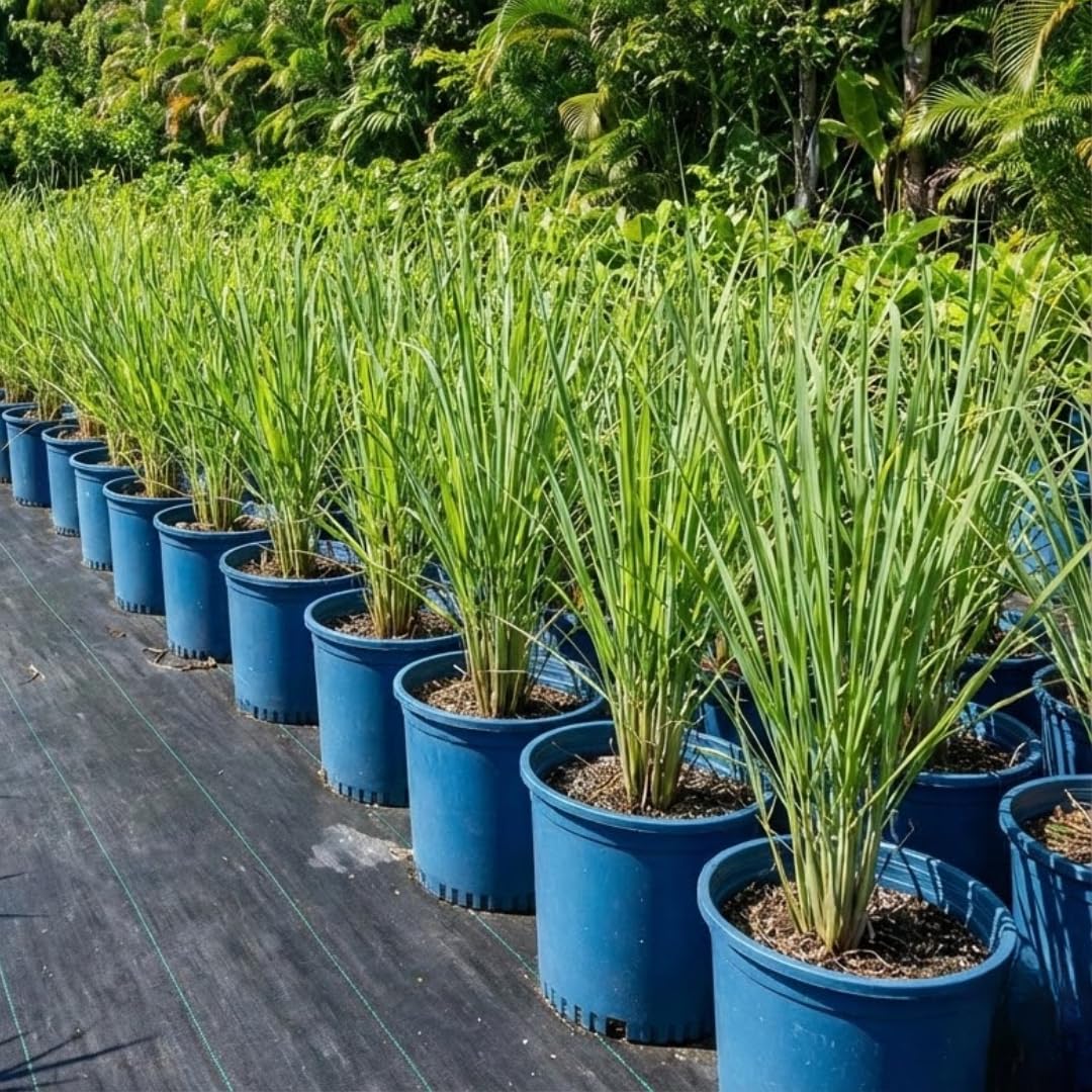 Pack 8 Lemon Grass Live Plants, Lemongrass Plants for Outside, Rooted Lemongrass Stalks, Well-Rooted, No Pot