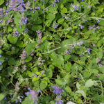 2 Catnip Mint Live Plants, Catnip Plant, Well Rooted Herb Starters 3-6 Inches Tall for Outdoor Garden Growing