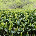 Camellia Sinensis Plant Tree, 4 to 6 Inches Tall, Tea Tree Plant for Gardening Indoor