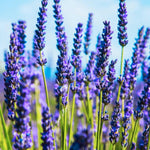 2 Lavender Plants Live Indoor, Lavandula Trees Live Plants for Planting, Fragrant Flowers Perennial, 4-6" Height Plugs (Hidcote Blue Lavender Plants)