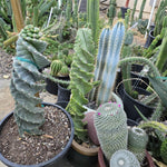 Large Spiral Cactus Plant Live in 6" Pot, Rare Twisted Cactus, Live Spiral Succulent, Easy-Care Houseplant, 4-7 Inches Tall, Well-Rooted