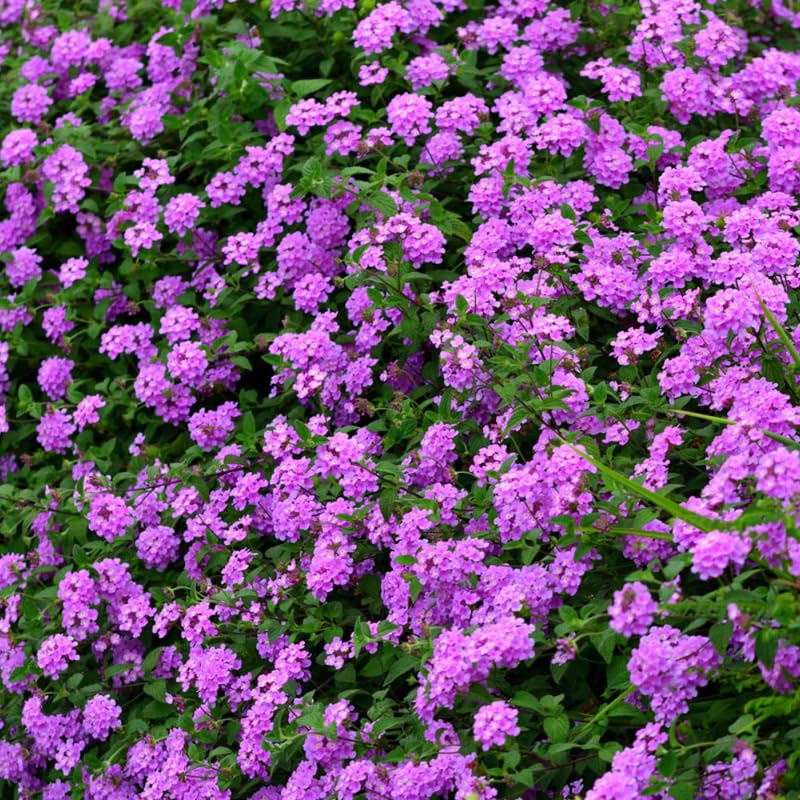 Set 2 Traling Lavender Lantana Plants Live, Perennial Lantana Flowering Plants 4-8 Inches, Bright Flowers Outdoor