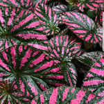 Rare Red Begonia Plants Live, Rare Begonias Indoor Growing, Hanging Basket, Starter 5 to 9 Inc Tall