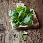 Basil Live Plant in 4″ Pot, Fresh Culinary Herb for Garden and Patio, Indoor Outdoor Growing (Sweet Basil)