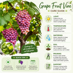 Grape Plant Live 4-7 Inches Tall, Fruit Vine Starter Plant for Garden, Patio Container, Backyard Trellis, Outdoor Growing (Bronze Grape)