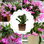 Christmas Cactus Plant, Thanksgiving Cactus in 4” Pot, Colorful Holiday Blooms, Indoor Gardens Growing (Pink Christmas Cactus)