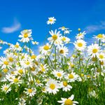 Set 2 White Daisy Plants Live, Perennial Daisy Flowers for Container and Garden Growing 4-8 Inches
